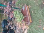 1 acer bos bonsai, Ophalen, Zo goed als nieuw