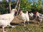Poulle de bresse en Mechelse koekoek, Dieren en Toebehoren
