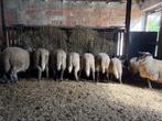 rammen, Dieren en Toebehoren, Mannelijk, Schaap