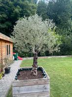 Oude Olijfboom Olea europaea met een stam van 38-46 cm., Tuin en Terras, Ophalen, Olijfboom