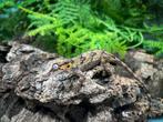 Ongesexte gargoyle baby, Dieren en Toebehoren, Reptielen en Amfibieën