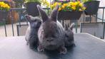 Prachtige blauwe Weners, Dieren en Toebehoren, Konijnen, Mannelijk, Middelgroot, 0 tot 2 jaar