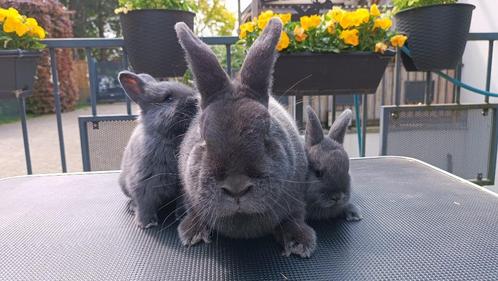 Prachtige blauwe Weners, Dieren en Toebehoren, Konijnen, Middelgroot, Mannelijk, 0 tot 2 jaar