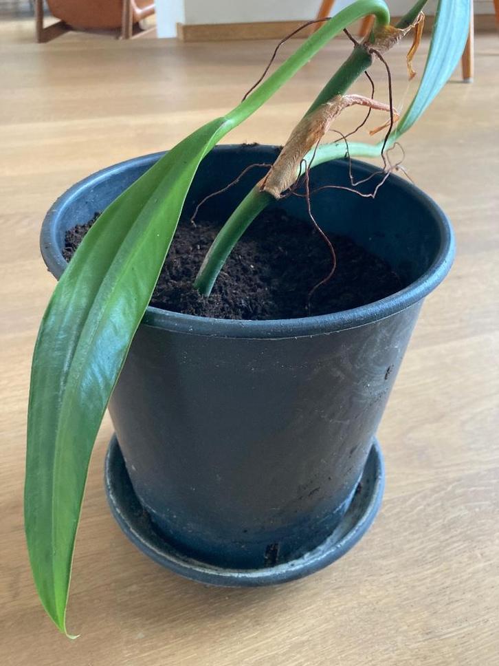 philodendron crassinervium, zeldzaam!, Huis en Inrichting, Kamerplanten, Ophalen