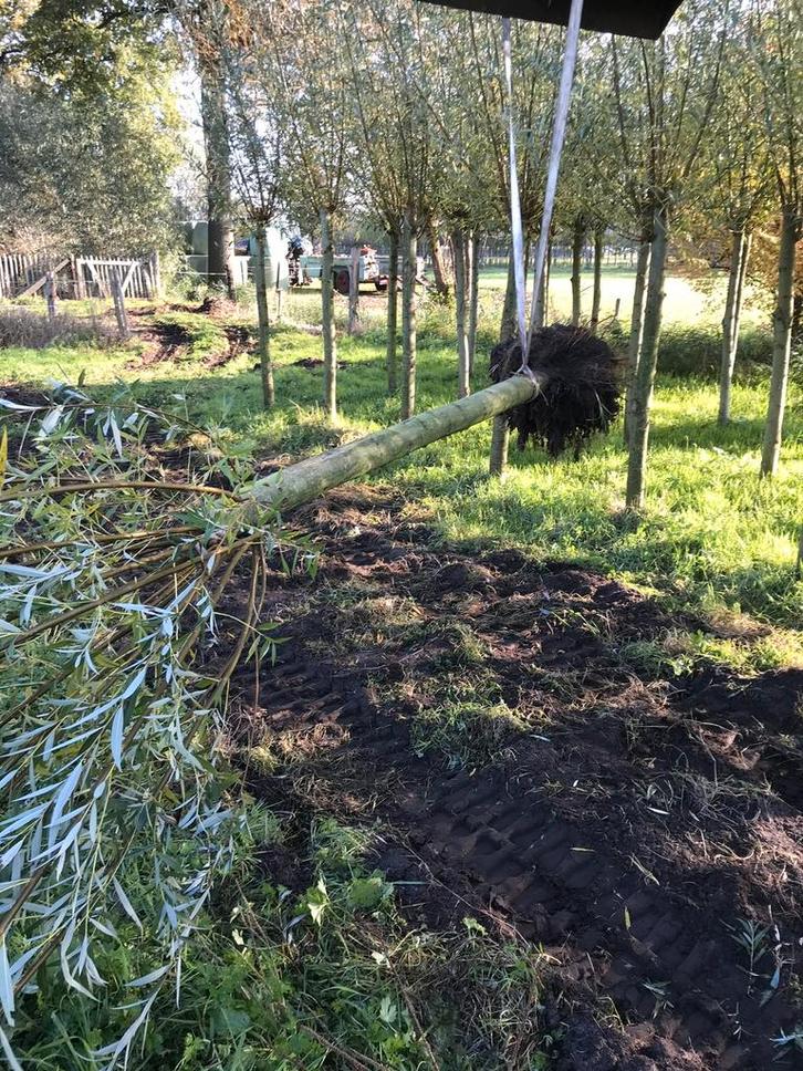 Knotwilgen, Dieren en Toebehoren, Stalling en Weidegang