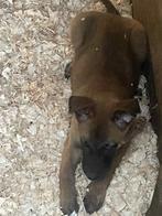 mechelse herder pups super mooi goede afkomst mogen nu weg !, Dieren en Toebehoren, België, Fokker | Hobbymatig, 8 tot 15 weken