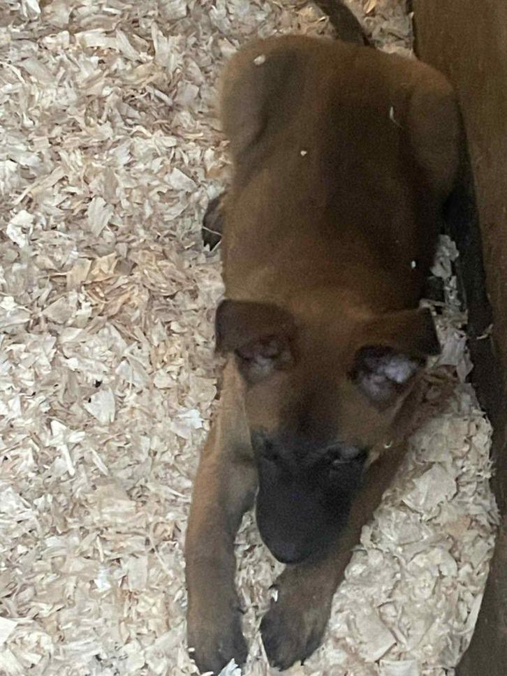 mechelse herder pups super mooi goede afkomst mogen nu weg !, Dieren en Toebehoren, Honden | Herdershonden en Veedrijvers, Meerdere dieren