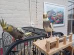 Tamme Valkparkietjes, Dieren en Toebehoren, Vogels | Parkieten en Papegaaien, Geslacht onbekend, Parkiet, Tam