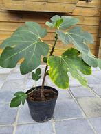Vijg plant, Tuin en Terras, Planten | Tuinplanten, Ophalen, Vaste plant