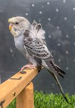 Hagoromo, Dieren en Toebehoren
