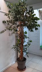 Belle grande plante de ficus de 2,50 m, Maison & Meubles, Plantes d'intérieur, Enlèvement, Ficus