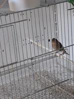 Linotte, Boeken, Dieren en Huisdieren