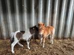 Pony te koop, Dieren en Toebehoren, Pony's, Hengst