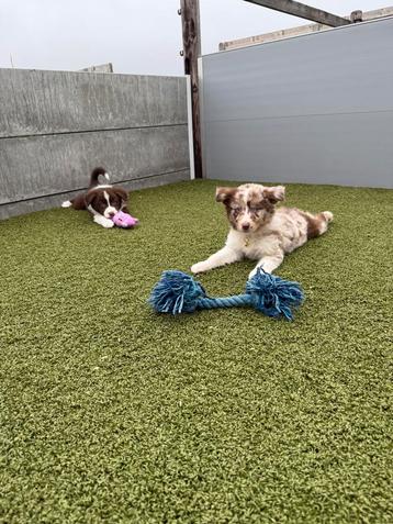 Mooie border collie pups beschikbaar voor biedingen