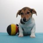 Jack Russell Terriër - Belgische puppy's te koop, Dieren en Toebehoren, België, Jack Russell Terriër, Handelaar, CDV (hondenziekte)