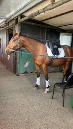 Lieve ruin, Dieren en Toebehoren, Paarden, Ruin