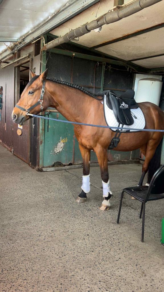 Lieve ruin, Dieren en Toebehoren, Paarden, Ruin