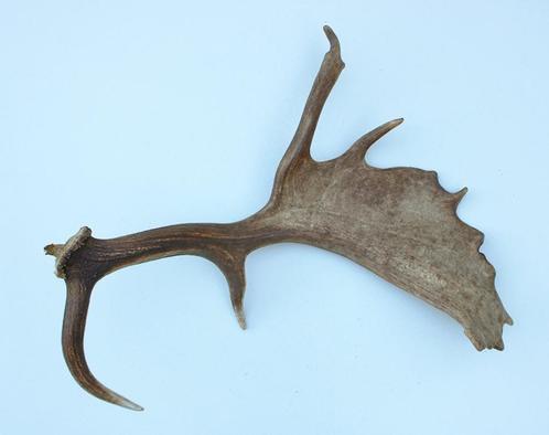 Groot DAMHERT GEWEI - 65 cm - afwerpstang (ref. T), Verzamelen, Dierenverzamelingen, Gebruikt, Gewei of Kop, Hert, Ophalen of Verzenden