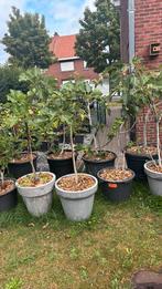 Mooie vijgenbomen te koop in  Genk vanaf 25€, Overige soorten, 100 tot 250 cm, Zomer, Ophalen