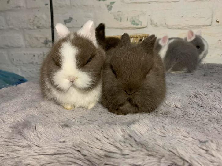 Kleurdwerg rammetjes, Dieren en Toebehoren, Konijnen, Dwerg, Hangoor