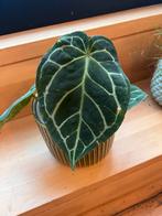 Anthurium Crystalinum, Huis en Inrichting, Kamerplanten, Ophalen