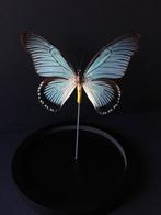 Véritable Papillon Exotique Papilio Zalmoxis sous cloche, Collections, Collections Animaux, Insecte, Animal empaillé, Enlèvement ou Envoi