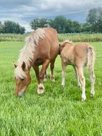 Comtois merrie met hengstveulen – veulen ook apart te koop, Meerdere dieren, Niet van toepassing, Recreatiepaard, 11 jaar of ouder