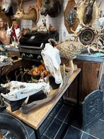 Schedels taxidermie opgezette dieren, Ophalen of Verzenden