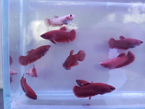Rode kempvissen, Dieren en Toebehoren, Vissen | Aquariumvissen