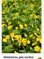 verschillende bodembedekkers, Tuin en Terras, Planten | Struiken en Hagen, Ophalen