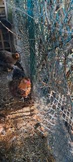 Brahman en groothoender kriel legkippen