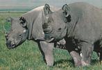 AFRIKAANSE  NEUSHOORNS, Collections, Cartes postales | Animaux, Envoi, Non affranchie, Animal sauvage