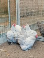 Trio cochin kriel parelgrijs koekoek, Dieren en Toebehoren, Meerdere dieren, Kip