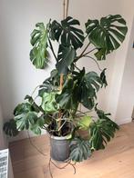 Prachtige monstera, Ophalen, Overige soorten, In pot, 150 tot 200 cm
