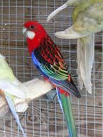 rosella, Dieren en Toebehoren, Vogels | Parkieten en Papegaaien, Parkiet, Geringd