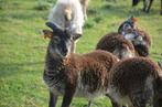 Soay Ramlammetjes (2025), Mannelijk, Schaap, 0 tot 2 jaar