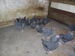 24 Mechelse koekoek hennen, Dieren en Toebehoren, Pluimvee, Vrouwelijk, Kip