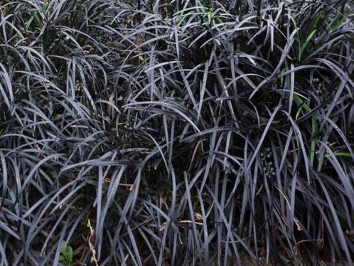 Ophiopogon planiscapus 'Niger', Tuin en Terras, Planten | Tuinplanten, Vaste plant, Bodembedekkers, Halfschaduw, Zomer, Ophalen of Verzenden