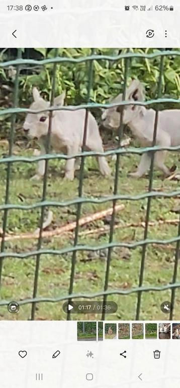 Heel bijzondere mara kleintjes beschikbaar voor biedingen