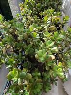 crassula (money tree/ jade plant), Maison & Meubles, Plantes d'intérieur, Enlèvement
