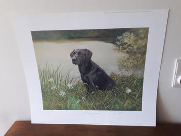 litho black labrador