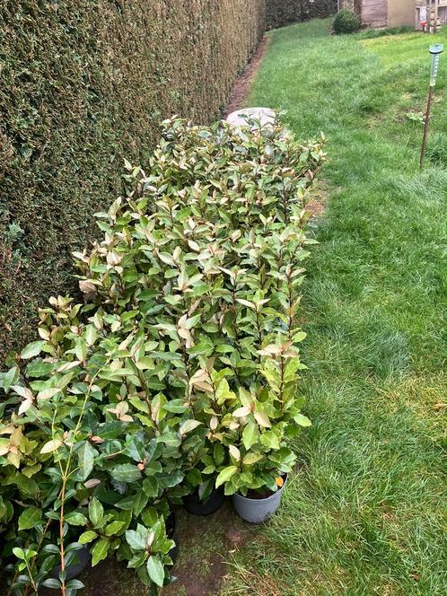 Elaeagnus ebb. ‘Compacta’ / olijfwilg 40/50 3 L, Jardin & Terrasse, Plantes | Arbustes & Haies, Enlèvement