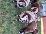 Lammeren baggerbonte en zwartblessen, Dieren en Toebehoren, Schapen, Geiten en Varkens, Meerdere dieren, Schaap, 0 tot 2 jaar