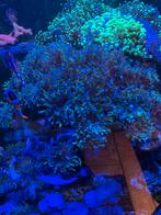Koraal - Euphyllia (zeeaquarium), Dieren en Toebehoren, Vissen | Aquariumvissen, Zoutwatervis