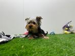 Yorkshire Terrier Puberpups