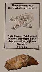 Zeldzame basilosaurus (zeuglodon) tand, Verzamelen, Mineralen en Fossielen, Verzenden, Fossiel