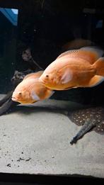 Koppel red chili oscars, Dieren en Toebehoren, Vissen | Aquariumvissen