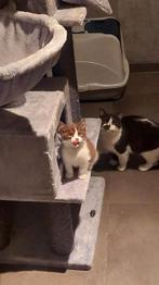 BRITSE KORTHAAR KITTENS MET STAMBOOM, Dieren en Toebehoren, Poes, Gechipt, 0 tot 2 jaar