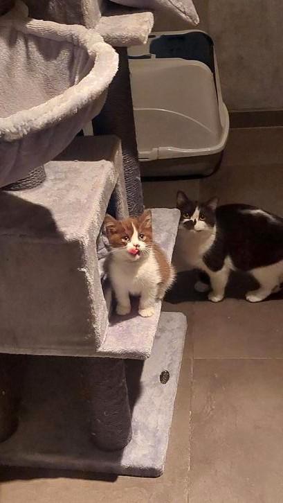 BRITSE KORTHAAR KITTENS MET STAMBOOM, Dieren en Toebehoren, Katten en Kittens | Raskatten | Korthaar, Poes, 0 tot 2 jaar, Met stamboom