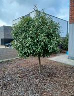 Glans mispel, Ophalen